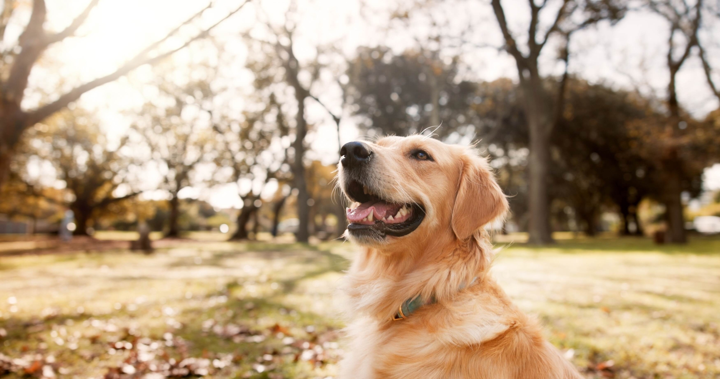 dog-at a park